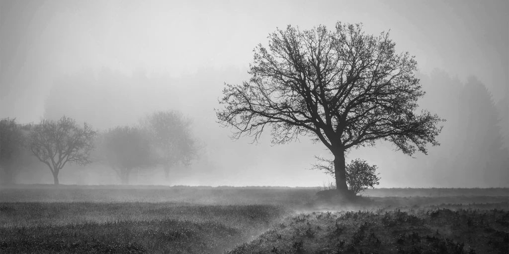 Lone tree in the early morning mist in black and white