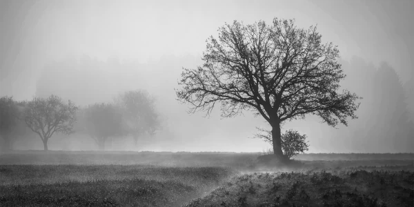 Lone tree in the early morning mist in black and white. Photograph by Karen Arnold