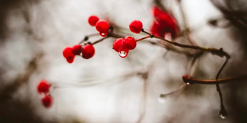 Dew drops on hawthorn berries against an unfocused background